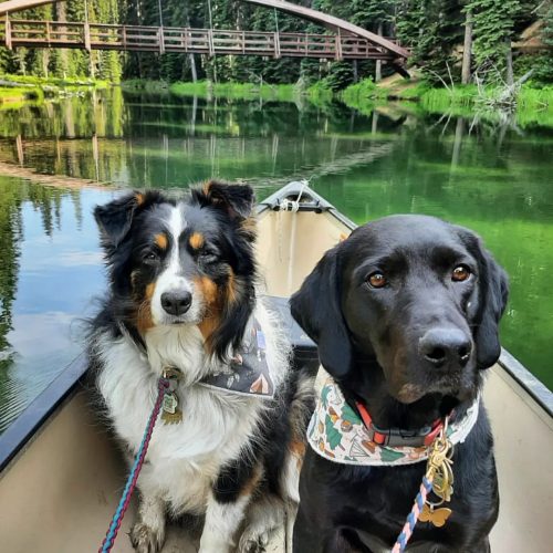 Dogs on a canoe at Lightning Lake, Manning Park